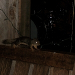 Bear Creek Studio - Squirrel