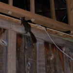 Bear Creek Studio - Squirrels
