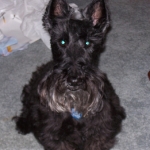 Lil - The Scottish Terrier