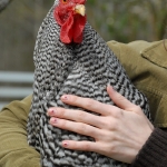 Angela Reed - Patches the Rooster